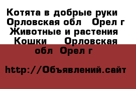 Котята в добрые руки - Орловская обл., Орел г. Животные и растения » Кошки   . Орловская обл.,Орел г.